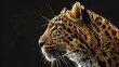 © Thanthara - Majestic amur leopard portrait isolated on black background wildlife conservation image