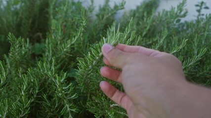 Wall Mural - A close-up image of a person's hand gently touching sprigs of rosemary in an outdoor garden in puglia, italy.