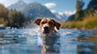 © cloud7days - A Doberman swimming in a lake.