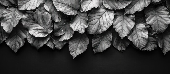 Poster - Black and White Leaves Arrangement on Dark Background