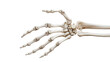 © Sandra - Human hand skeleton transparent background