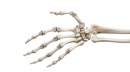 Human hand skeleton transparent background