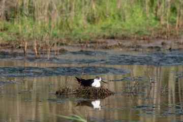 Wall Mural - Echasse blanche,  Himantopus himantopus, Black winged Stilt