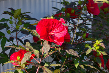 Sticker -  Giant hibiscus called “dinner plate Hibiscus”, a name coined for its huge 7-9 inch wide, circular blooms.