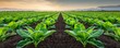 © Montree - Rows of fresh green spinach plants growing in a field.