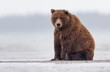 © Donna Feledichuk - A brown bear sitting near water