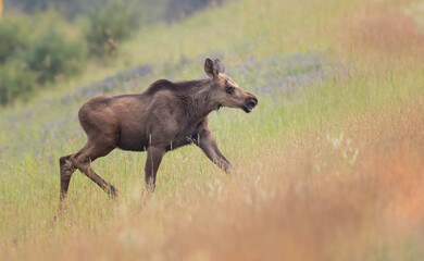 a moose calf walking