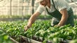© Pual GotoMars - Male gardener tending to plants in a greenhouse, showcasing the beauty of horticulture and sustainable agriculture practices.