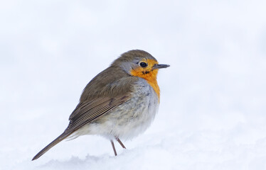 Wall Mural - European robin (erithacus rubecula) standing in the snow in early spring.	
