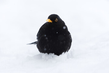 Wall Mural - Eurasian blackbird or common blackbird (Turdus merula) male in snowfall sitting in snow in early spring.