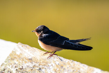 Barn Swallow on Railing