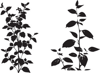 Wall Mural - Plant silhouette with leaves white background 