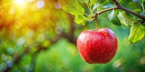 A red apple hanging from a tree with green leaves, red apple, tree, green leaves, nature, fresh, organic, fruit, orchard