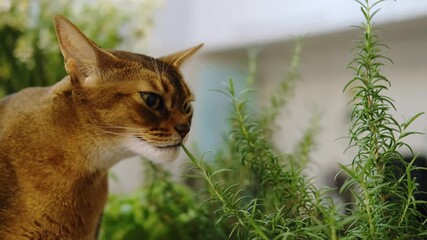 Poster - A charming red-haired Abyssinian cat poses sitting on a table in the kitchen and is interested in green plants. A curious pet