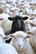 © Janjira - A unique black sheep stands out amongst a herd of white sheep, symbolizing individuality and uniqueness. Ideal for concepts of diversity and contrast.