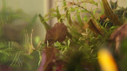 Poster - grass and fish in the aquarium
