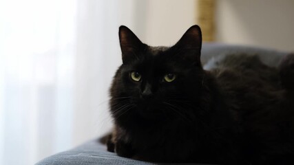 Wall Mural - A charming fluffy black domestic cat lies on a gray sofa at home and poses. A mongrel Cat with beautiful green eyes