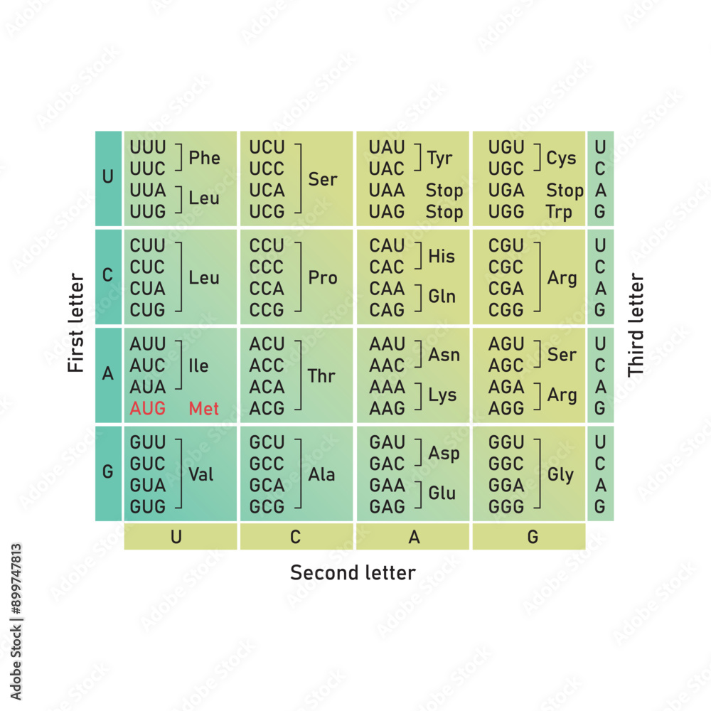 Table of RNA Codons - Genetic biological code of amino acids. Amino ...
