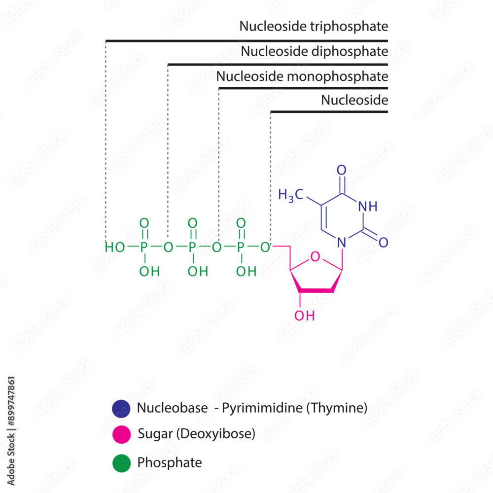 Diagram of nucleoside - Deoxythymidine mono, di and trip phosphate ...
