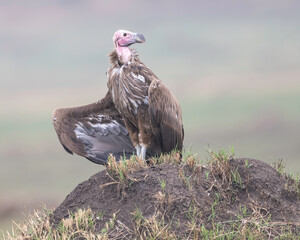 Wall Mural - Lappit-faced Vulture (Torgos tracheliotos), Maasia Mara, Kenya, Africa