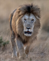 Wall Mural - A male lion (Panthera Leo) hunting in the savanna of Maasai Mara, Kenya, Africa