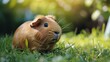 © Zhanna - A cute guinea pig enjoys a sunny day in a grassy field. The natural light highlights its fur and curious expression, making this a heartwarming scene of a beloved pet in its natural environment.