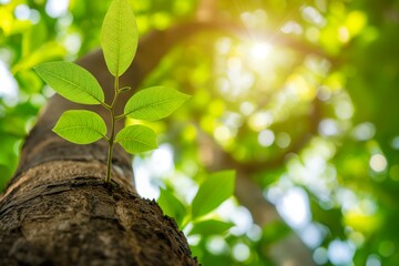 Green leaves emerging from tree trunk illuminated sunlight lush forest copy space