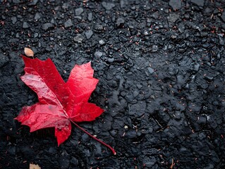 Sticker - Vibrant Red Maple Leaf on Ground Showcasing Autumn s Stunning Details