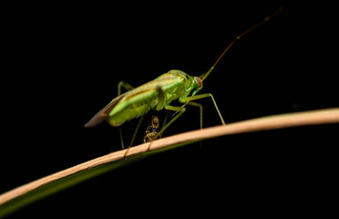 Sticker - A small fly threatens a green insect with long antennae and a nose sitting on a yellowing grass stem on a clear summer evening.