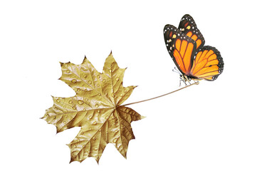 Wall Mural - bright orange monarch butterfly on a gold maple leaf in water drops isolated on white.