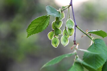 Close up of a branch with young leaves and seeds of a maple tree