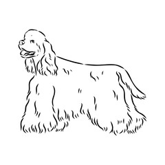 Wall Mural - Vector illustration of an American Cocker Spaniel isolated on a white background.