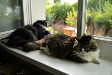 Two young beautiful fluffy domestic cats laying on window sill. Black and white male cat and tabby female cat relaxed on sunny day.