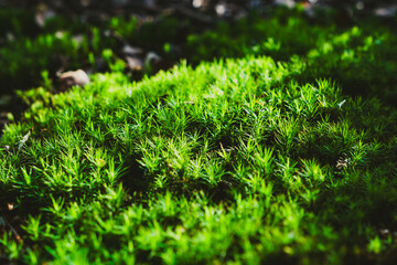 green moss on the ground