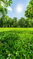 Lush green park with trees under a bright sunny sky