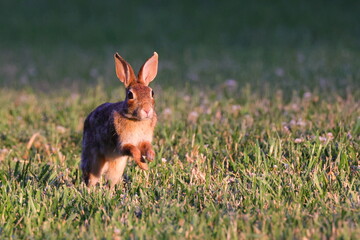 Wall Mural - Cottontail rabbit running in the meadow