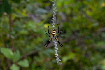 Garden Spider on a Web