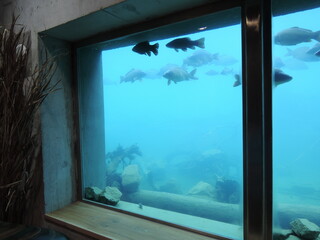 Vodni dum Hulice, water house museum with water attractions for small children and adults and with a lake and one wall of the museum is aquarium like looking into this natural lake,Bohemia Czech rep