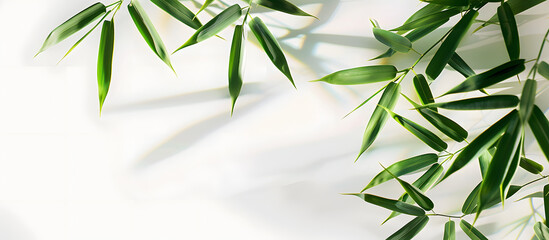 bamboo leaves on a white backdrop with copy space image.