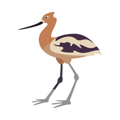 Sticker - american avocet bird