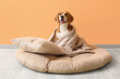 © Pixel-Shot - Cute Beagle dog with plaid and soft pillow sitting in pet bed near orange wall