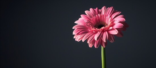 Poster - Pink gerbera daisy stands alone on black backdrop in horizontal copy space image