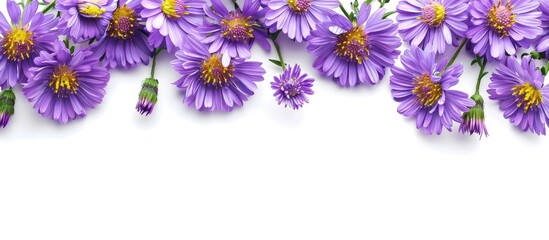 Poster - Purple aster flowers with a white background for a copy space image