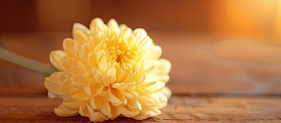 Wall Mural - Chrysanthemum flower displayed on a wooden surface with a background perfect for additional imagery a copy space image