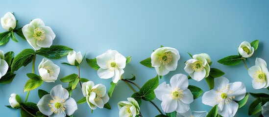 Poster - Floral summer concept with Hellebore flowers helleborus orientalis against a blue backdrop ideal for a copy space image