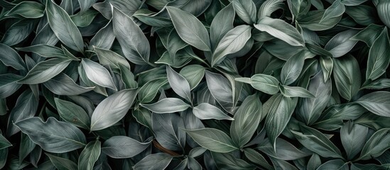 Aufkleber - A top down view showcasing detailed gray and green leaf fibers for a nature themed background with available space for additional content in the image