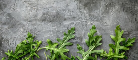Fototapete - Fresh arugula leaves against a gray textured background perfect for recipes with available copy space image
