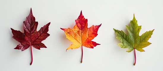 Fototapete - A top down view of three colorful maple leaves on a white background symbolizing various stages of autumn leaf maturity with copy space image