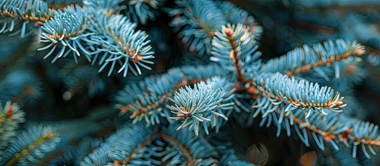 Poster - Close up image of fresh blue spruce branches in a Japanese garden setting with copy space for botanical and holiday themes