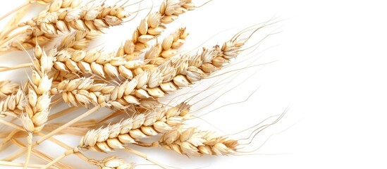 Poster - Isolated wheat spikelets on a white backdrop with selective focus ideal for food related designs providing ample copy space image